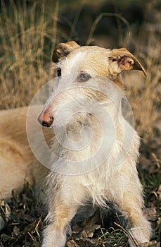 SPANISH WIRE-HAIRED GALGO OR SPANISH GREYHOUND, ADULT