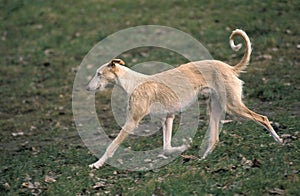 Spanish Wire-Haired Galgo or Spanish Greyhound