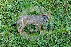 Spanish wolf in th mountain