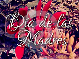 Spanish word for mom. DÃÂ­a de las Madres in Spanish which translates Mother`s Day photo