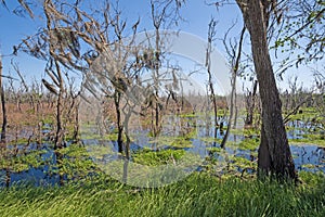 Spansih Moss In Wetland Trees