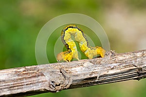 Spanworm (Caterpillar of Geometer) 6 photo