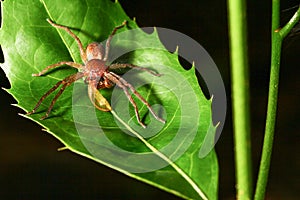 Sparassidae spider