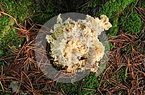 Sparassis fungi.