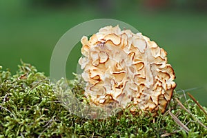 Sparassis Crispa - Cauliflower Fungus