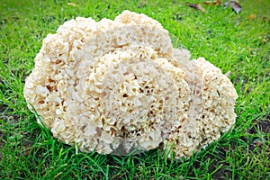 Sparassis Crispa (Cauliflower Mushroom) photo