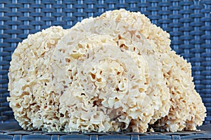 Sparassis Crispa (Cauliflower Mushroom)