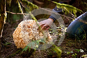 Sparassis Crispa on the forest ground, woman is going mushrooming photo
