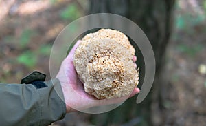 Sparassis crispa fungi close-up photo