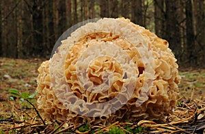 Sparassis crispa fungus. photo