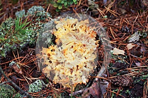 Sparassis crispa sometimes called cauliflower fungus photo