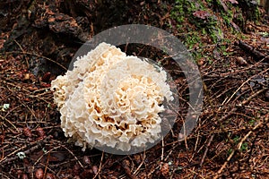 Sparassis crispa sometimes called cauliflower fungus photo
