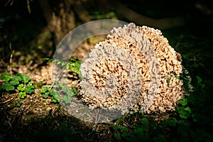 Sparassis crispa, species of forest fungus, edible mushroom photo