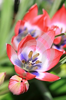 Sparaxis Tricolor flowers