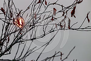 red sun behind fall branch with sparce leaves photo