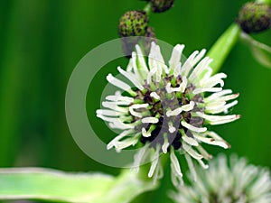 Sparganium (Bur-reed)