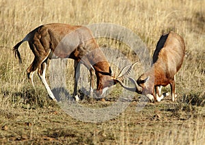 Sparing Male Bontebok