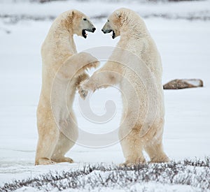 Sparing polar bears. Fighting Polar bears (Ursus maritimus ) on the snow.