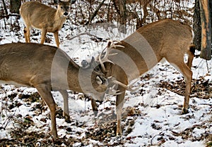 Sparing whitetail deer