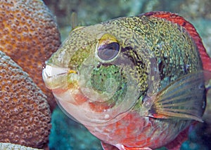 Sparisoma aurofrenatum, common names the redband parrotfish