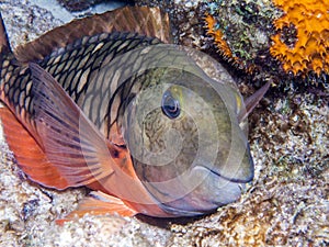 Sparisoma aurofrenatum Redband parrotfish