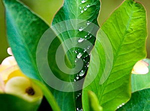 Raindrops sparkle like diamonds on vibrant green leaves