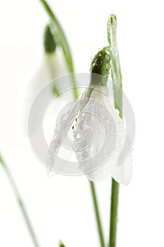 Sparkle snowdrop flower in morning dew