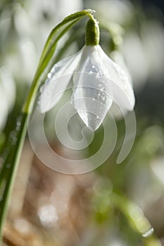 Sparkle snowdrop flower in morning dew