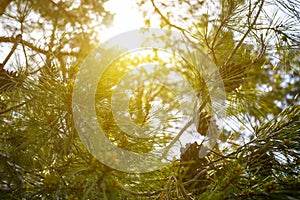 Sparkle sun push throug pine tree branches