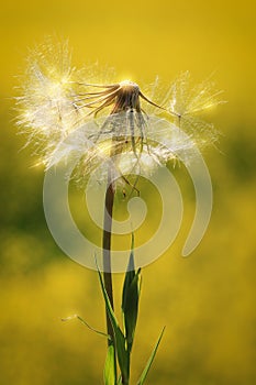 Sparkles on the seeds of a dandelion head in the sunlight