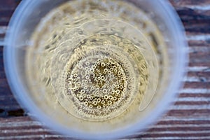 Sparkling Champagne in Plastic Cup, Concept of Alcoholism and Loneliness