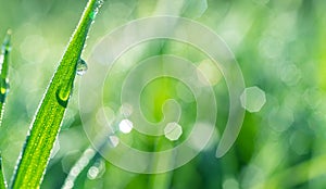 Sparkling dew drop on the green grass leaf close-up. Purity and freshness concept. Blurred gren nature background