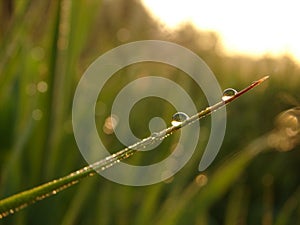 Sparkling dew on the grass with blurring background