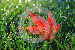 Sparkling Dewdrops On Blades of Grass Surround Glowing Red Leaf