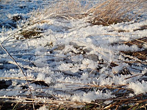 Sparkling frozen grass hassock ice and frost