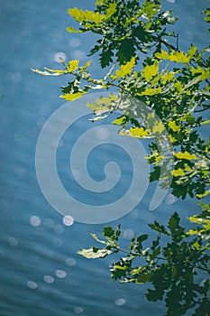 sparkling natural round flares reflections in water with green t