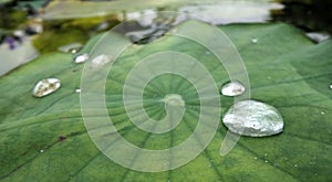 Sparkling rain water drops rolling on green litus leaf