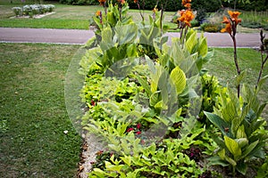 Sparkling shade is the name of this plant