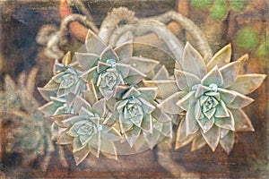 Sparkling Succulents