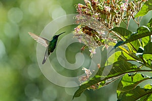 Sparkling violet-ear, Colibri coruscans, hovering next to flower, bird from high altitudes, machu picchu, peru