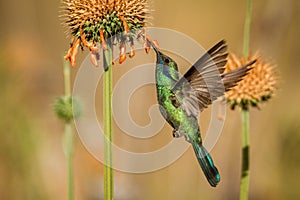 Sparkling violet-ear, Colibri coruscans, hovering next to orange flower, bird from high altitudes, machu picchu