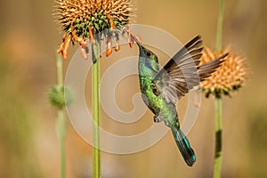 Sparkling violet-ear, Colibri coruscans, hovering next to orange flower, bird from high altitudes, machu picchu photo