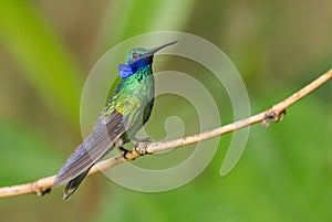 Sparkling Violet-ear - Colibri coruscans photo