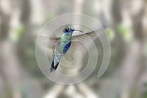 Sparkling Violet-ear Hummingbird