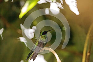 Sparkling violet ear hummingbird Colibri coruscans photo