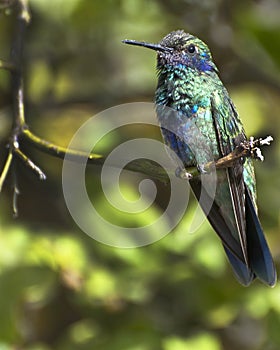 Sparkling Violetear photo