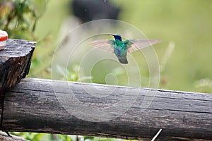 Sparkling violetear above a fence post in the Antisana Ecological Reserve