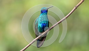 Sparkling Violetear Colibri coruscans Hummingbird in Ecuador