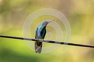 Sparkling violetear (Colibri coruscans) hummingbird. Quindio Department. Wildlife and birdwatching in Colombia photo