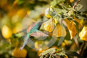 Sparkling violetear (Colibri coruscans) hummingbird. Quindio Department. Wildlife and birdwatching in Colombia photo